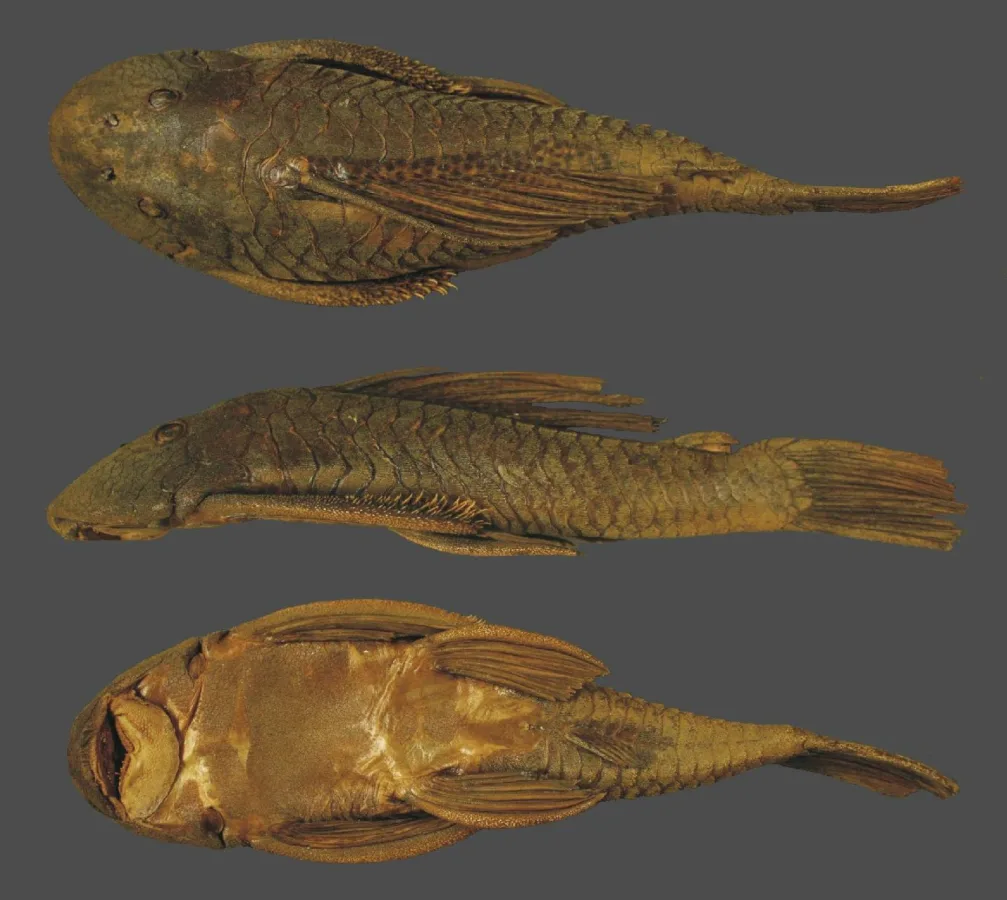 Foto de Hypostomus brevicauda em ambiente natural ou aquário