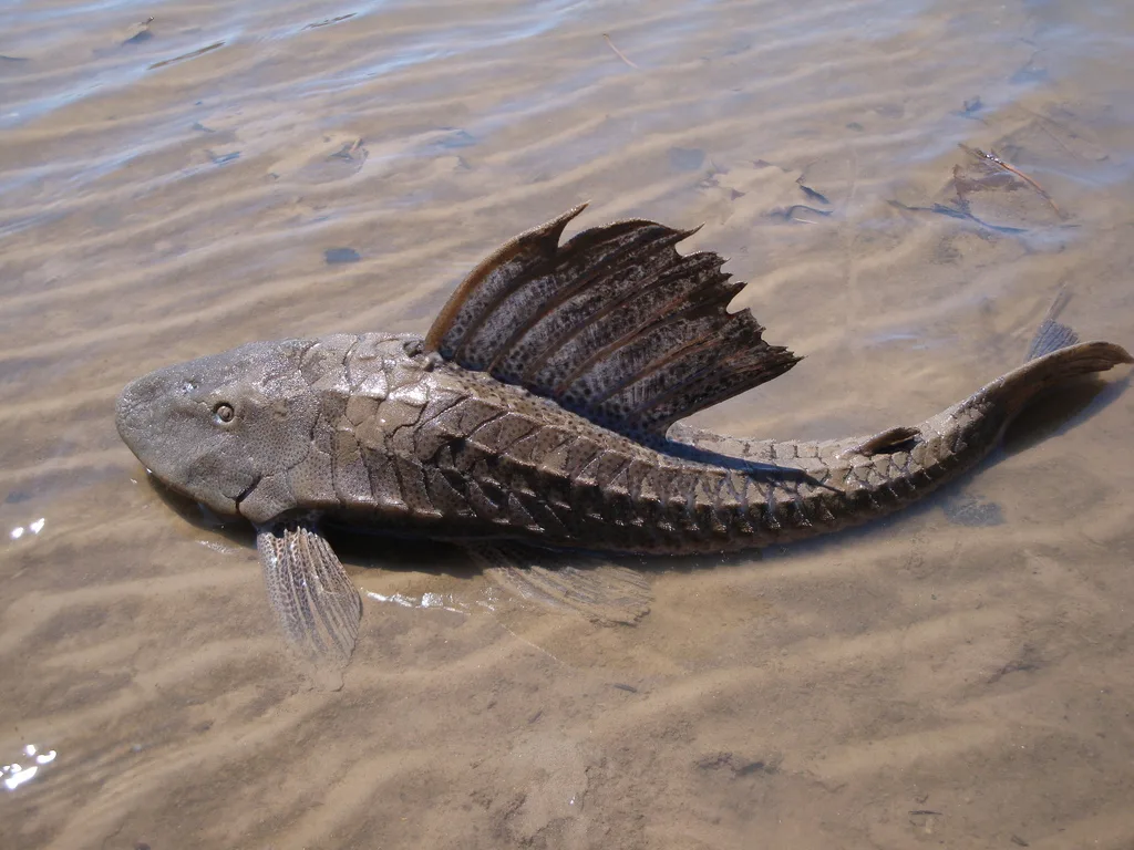 Foto de Hypostomus commersoni em ambiente natural ou aquário