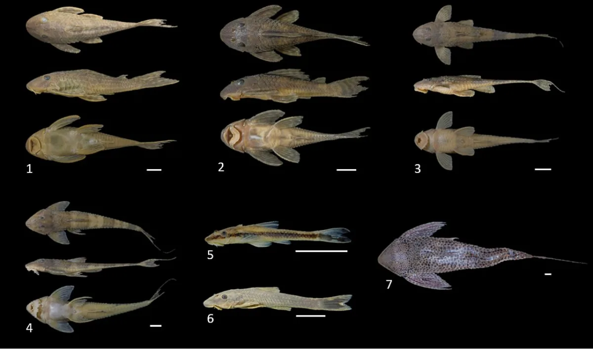 Foto de Hypostomus fluviatilis em ambiente natural ou aquário
