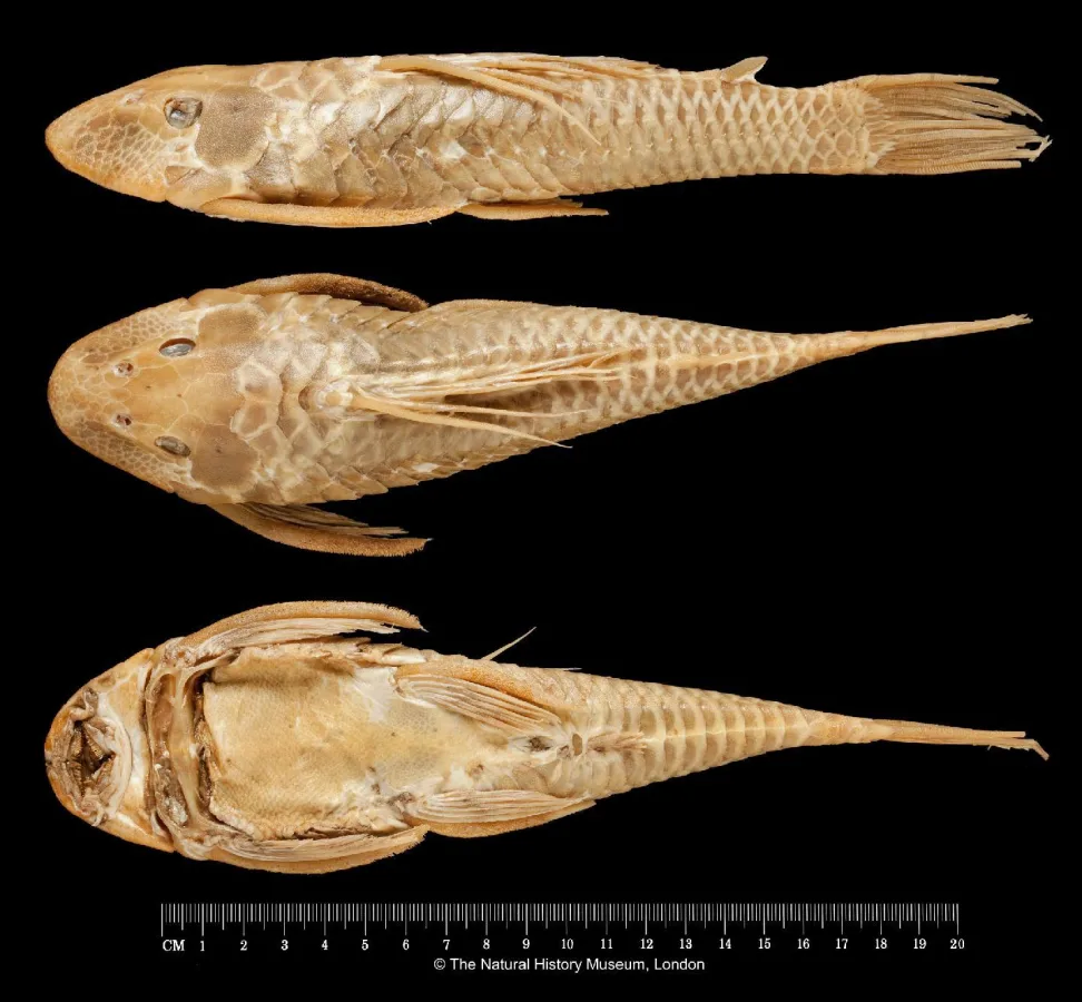 Foto de Hypostomus garmani em ambiente natural ou aquário
