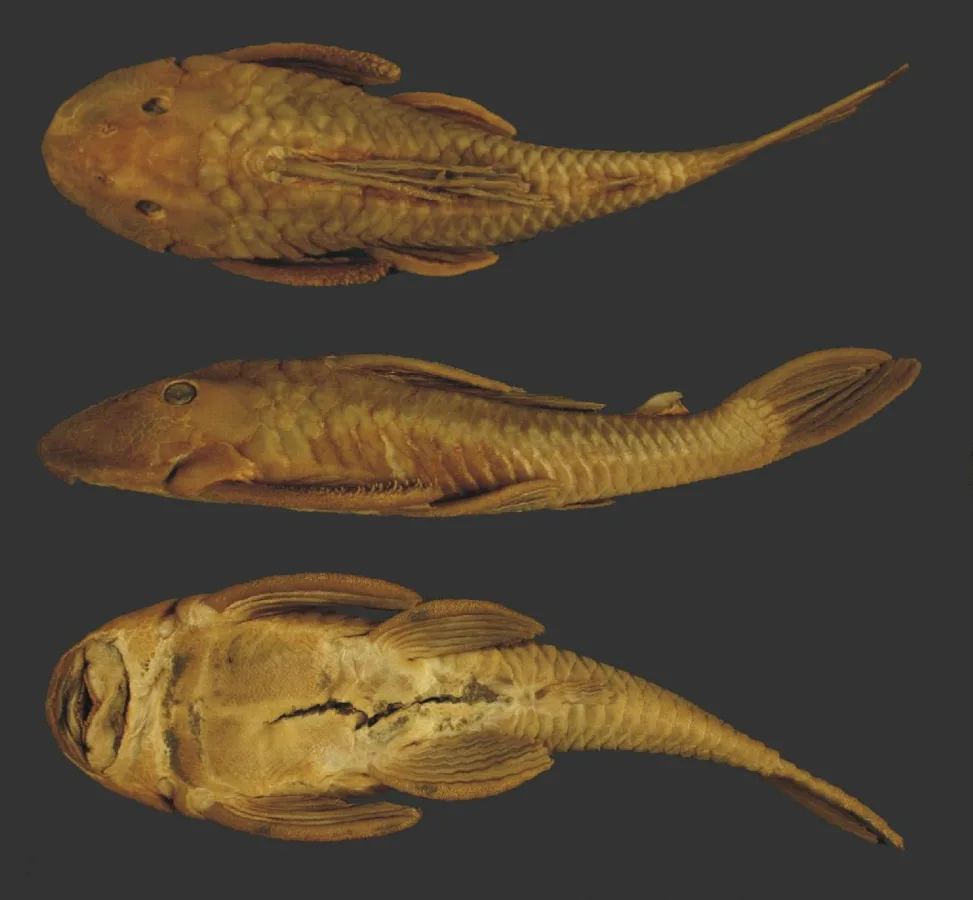Foto de Hypostomus goyazensis em ambiente natural ou aquário