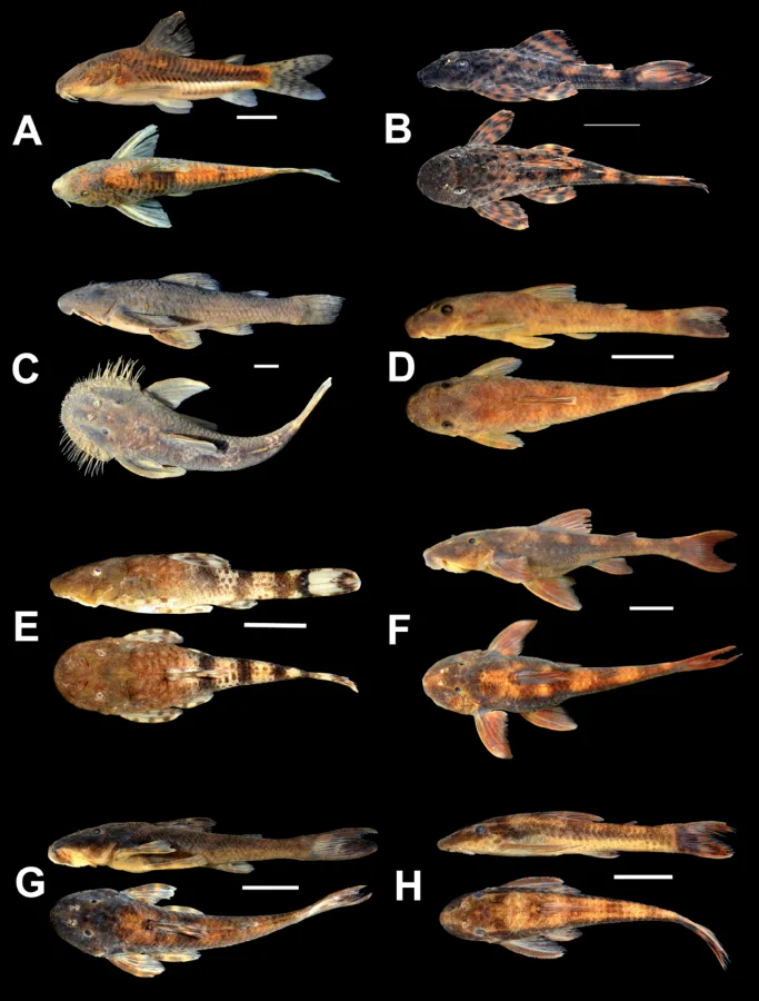 Foto de Hypostomus interruptus em ambiente natural ou aquário