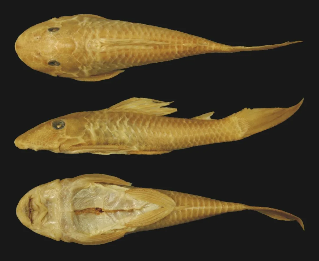 Foto de Hypostomus lima em ambiente natural ou aquário
