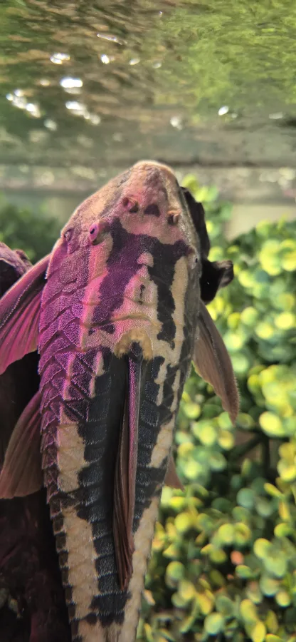 Foto de Hypostomus soniae em ambiente natural ou aquário