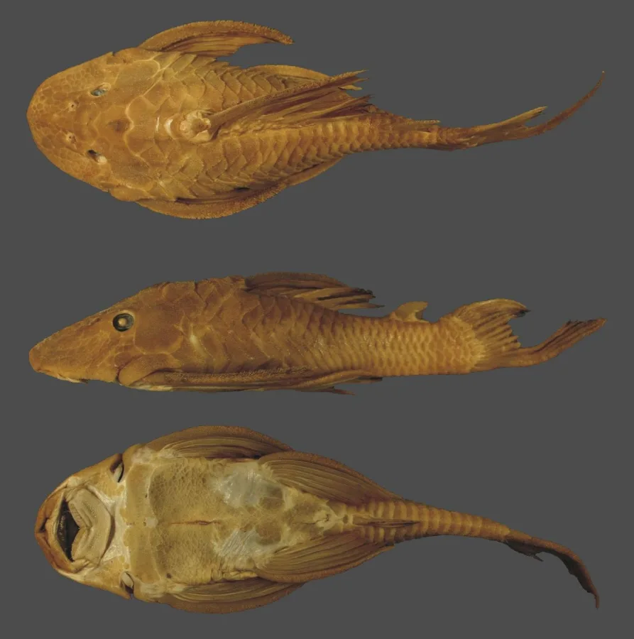 Foto de Hypostomus ternetzi em ambiente natural ou aquário