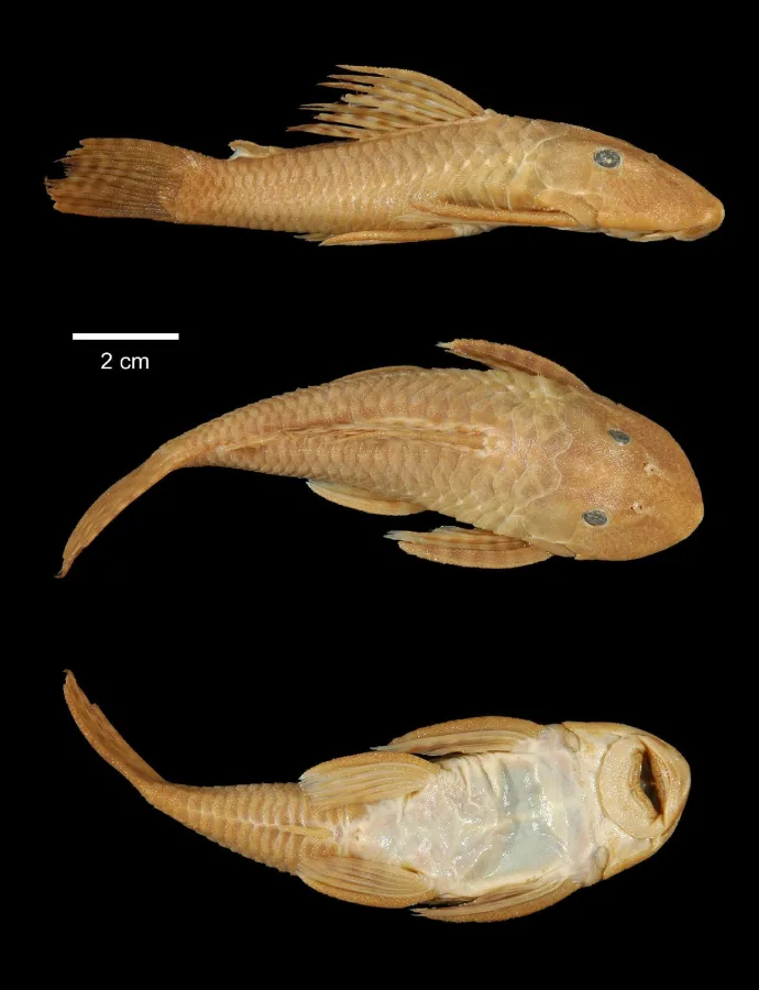 Foto de Hypostomus unae em ambiente natural ou aquário