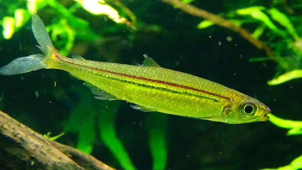 Foto de Iguanodectes geisleri em ambiente natural ou aquário