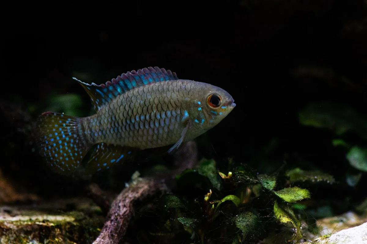 Foto de Laetacara curviceps em ambiente natural ou aquário