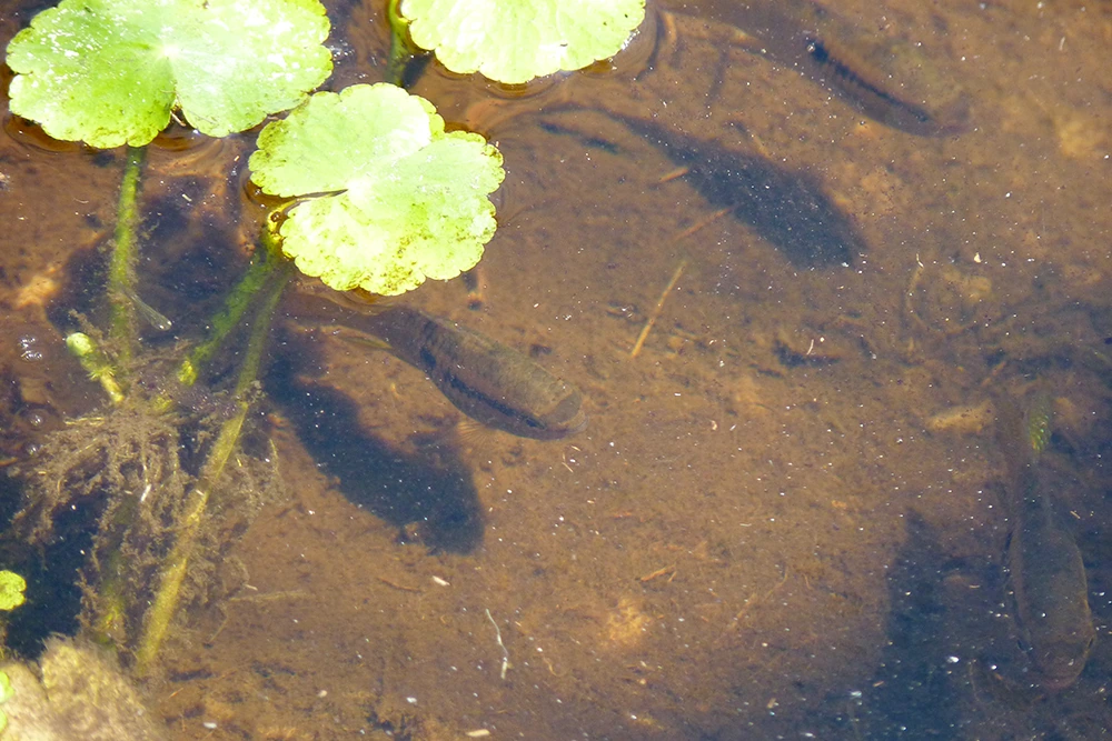 Foto de Laetacara dorsigera em ambiente natural ou aquário