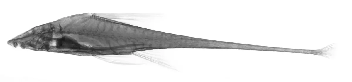 Foto de Lamontichthys filamentosus em ambiente natural ou aquário