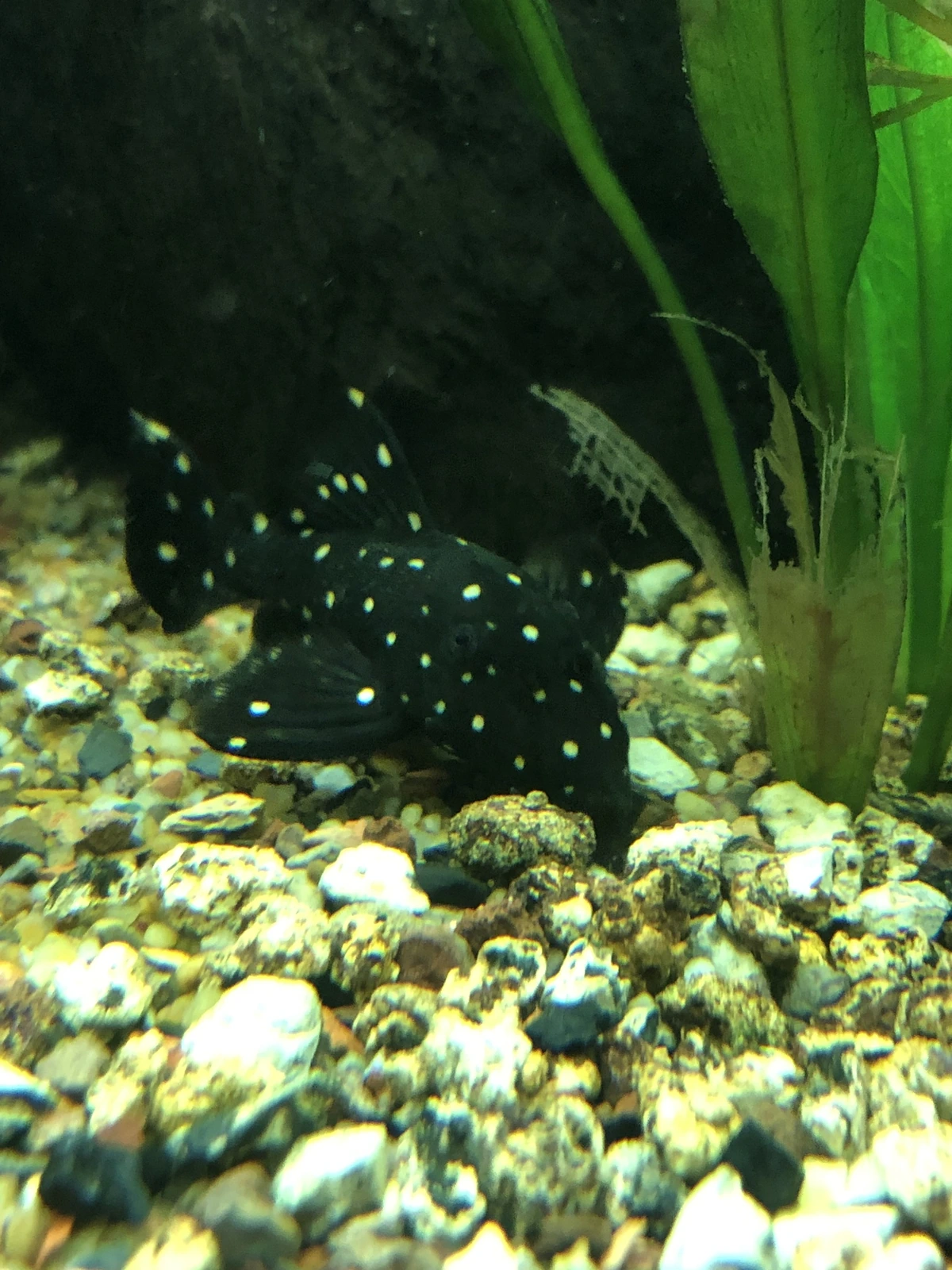 Foto de Leporacanthicus galaxias em ambiente natural ou aquário