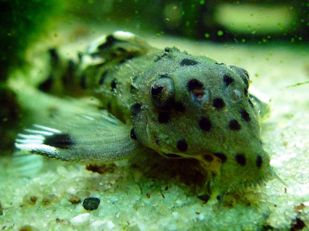 Foto de Leporacanthicus joselimai em ambiente natural ou aquário