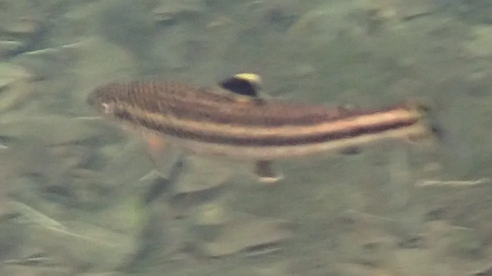 Foto de Leporellus vittatus em ambiente natural ou aquário