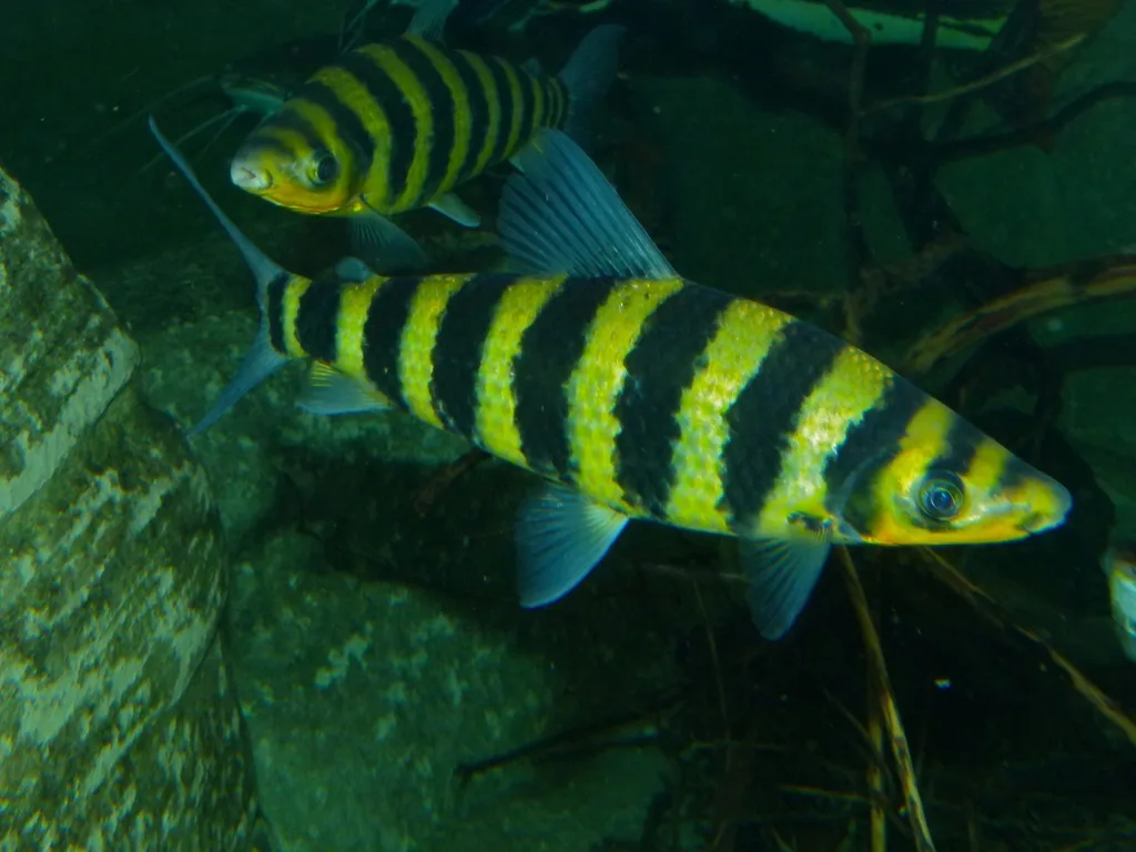 Foto de Leporinus fasciatus em ambiente natural ou aquário