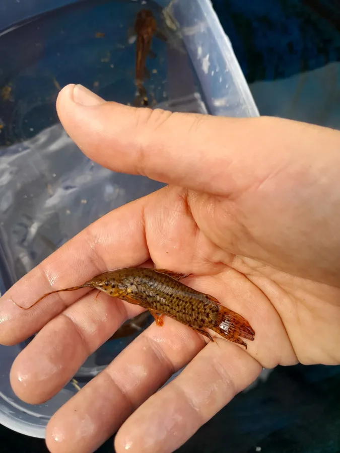 Foto de Lepthoplosternum pectorale em ambiente natural ou aquário