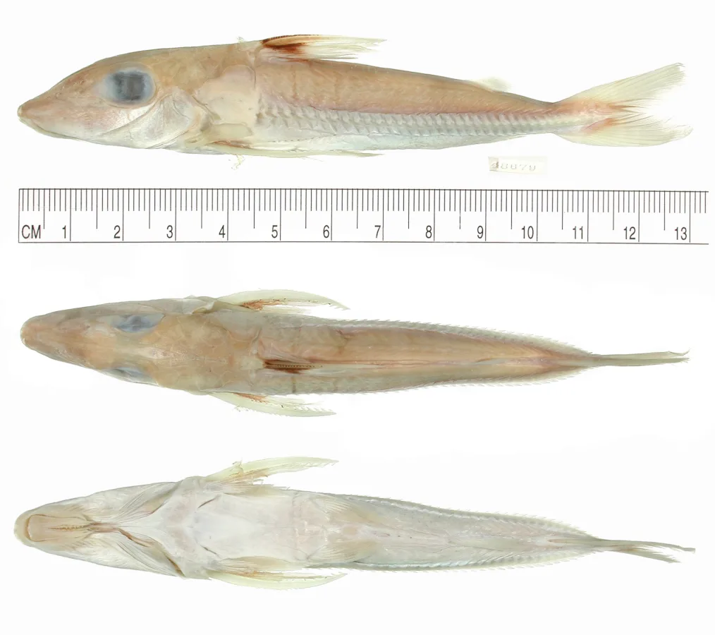 Foto de Leptodoras praelongus em ambiente natural ou aquário