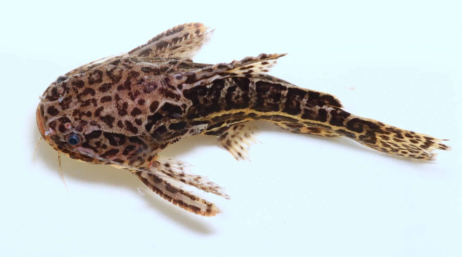 Foto de Liosomadoras oncinus em ambiente natural ou aquário