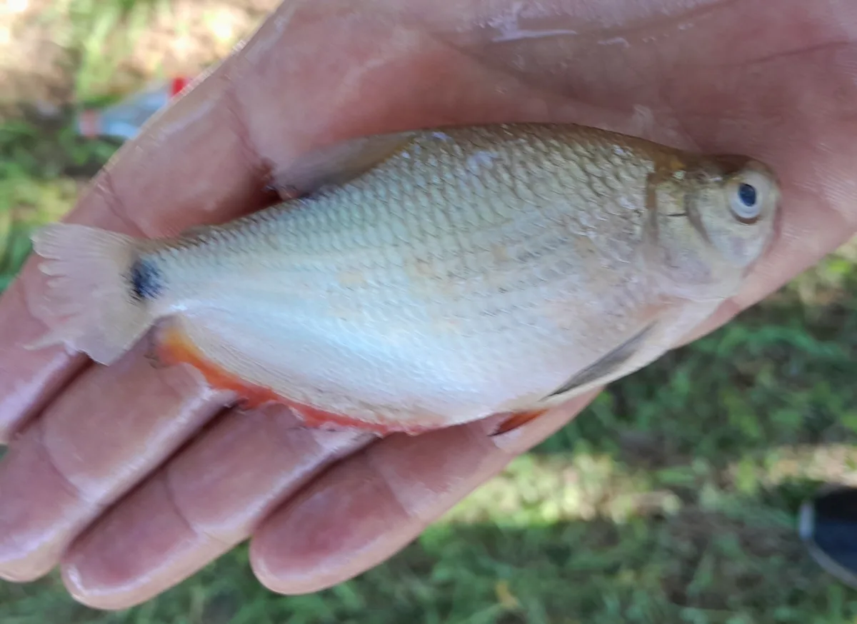 Foto de Markiana nigripinnis em ambiente natural ou aquário