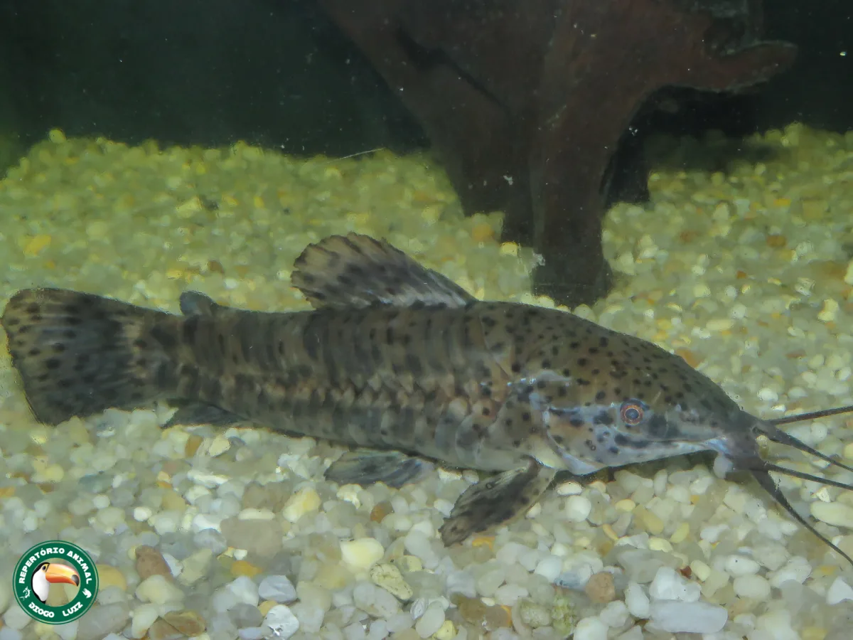 Foto de Megalechis thoracata em ambiente natural ou aquário