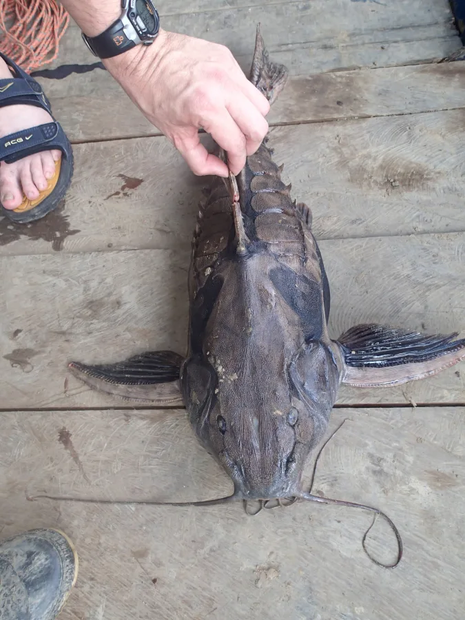 Foto de Megalodoras uranoscopus em ambiente natural ou aquário
