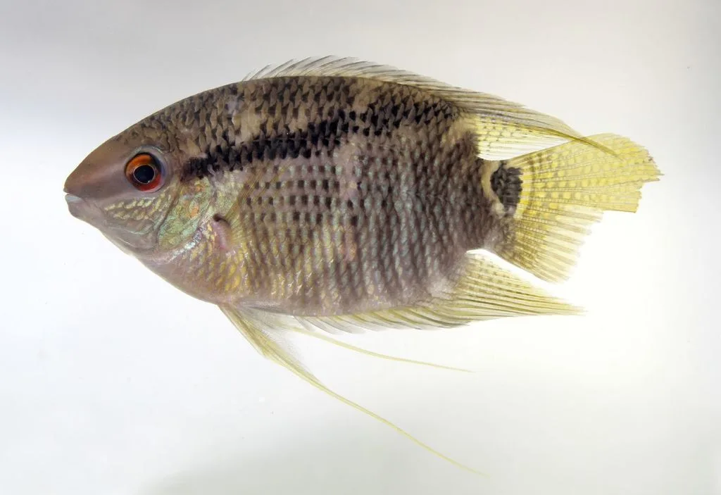 Foto de Mesonauta insignis em ambiente natural ou aquário
