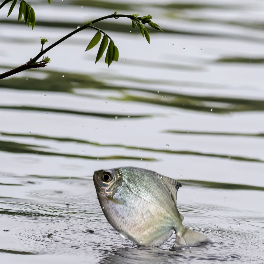 Foto de Metynnis argenteus em ambiente natural ou aquário