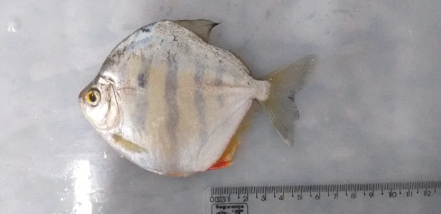 Foto de Metynnis fasciatus em ambiente natural ou aquário