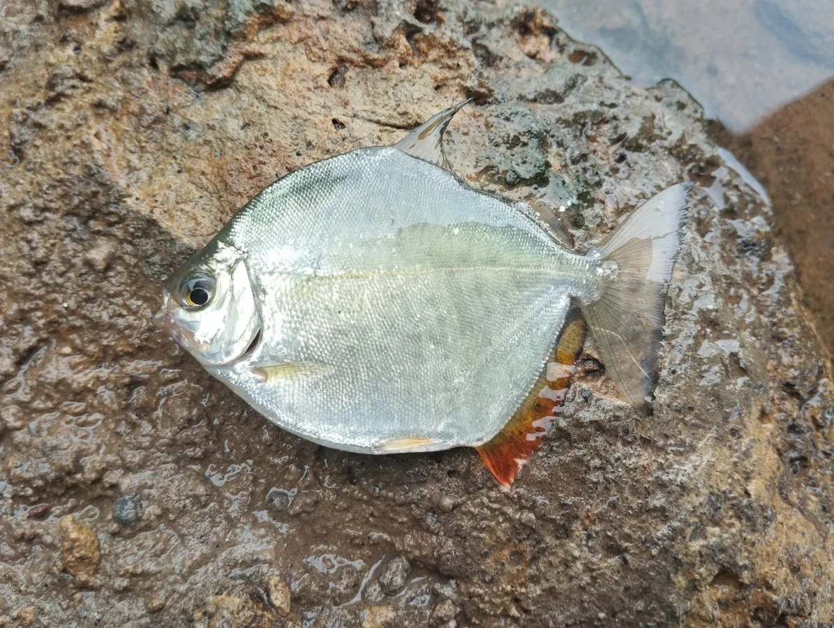 Foto de Metynnis lippincottianus em ambiente natural ou aquário