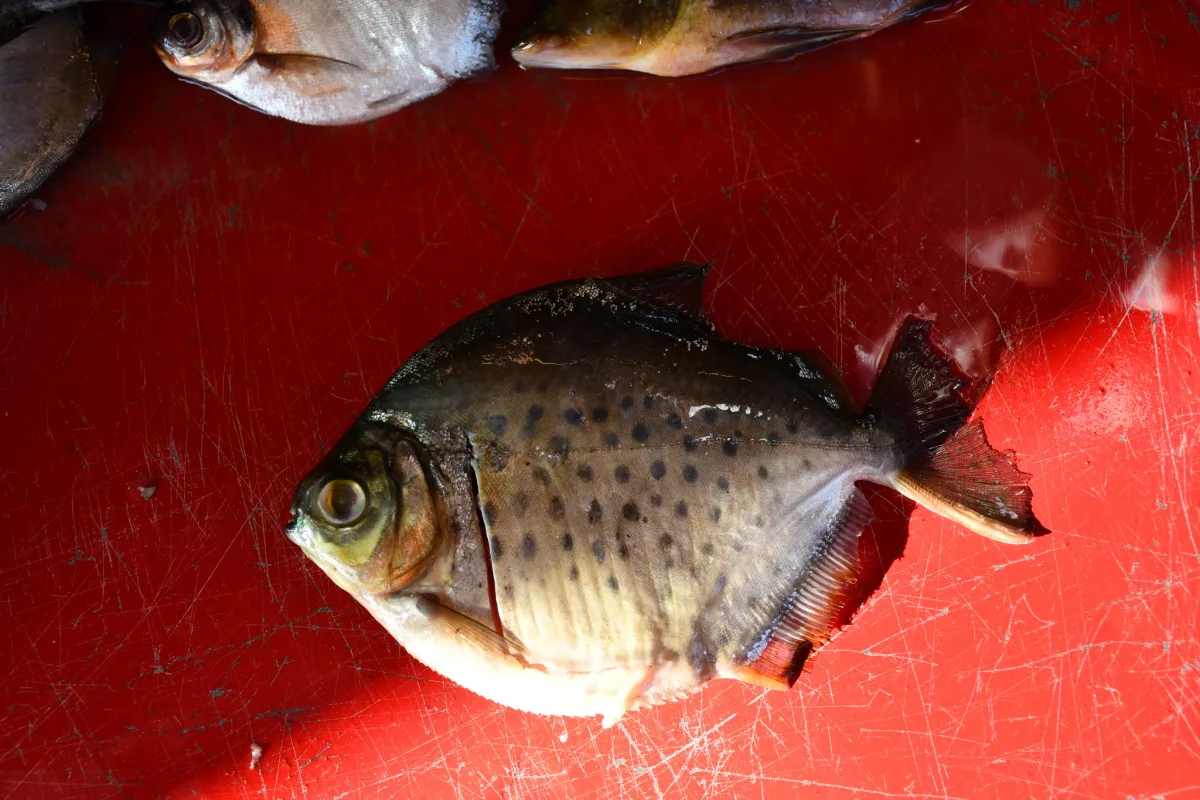 Foto de Metynnis maculatus em ambiente natural ou aquário