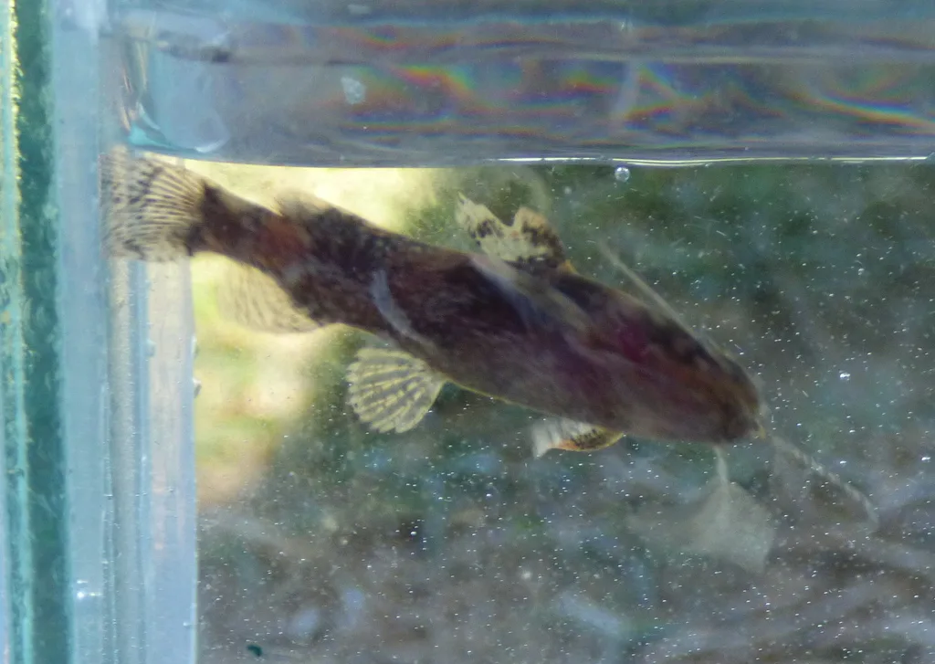 Foto de Microglanis cottoides em ambiente natural ou aquário