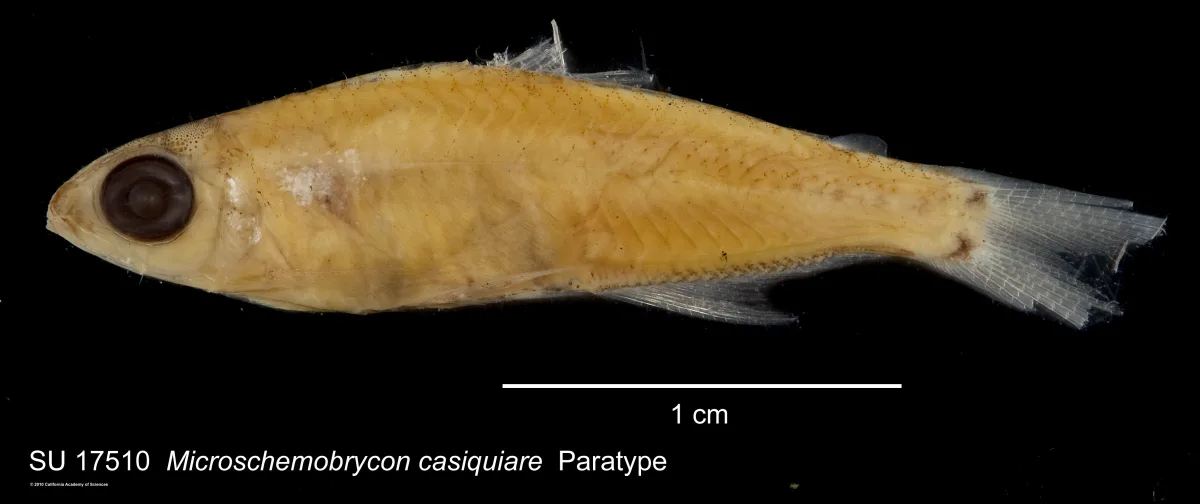 Foto de Microschemobrycon casiquiare em ambiente natural ou aquário