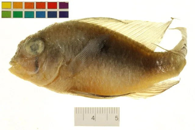 Foto de Mikrogeophagus altispinosus em ambiente natural ou aquário