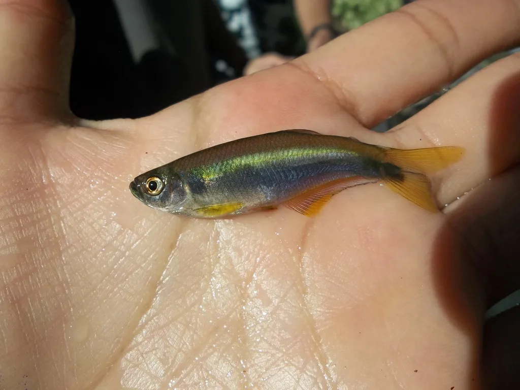 Foto de Mimagoniates microlepis em ambiente natural ou aquário