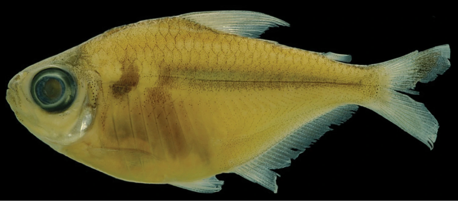 Foto de Moenkhausia megalops em ambiente natural ou aquário