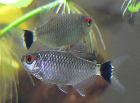 Foto de Moenkhausia sanctaefilomenae em ambiente natural ou aquário
