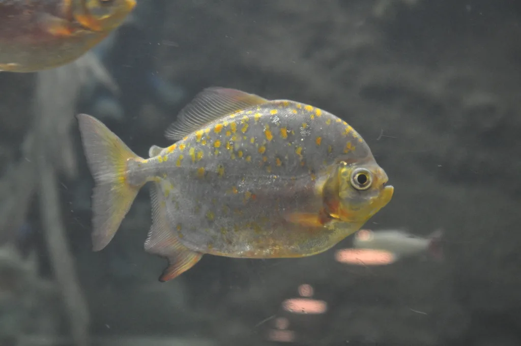 Foto de Myloplus rubripinnis em ambiente natural ou aquário