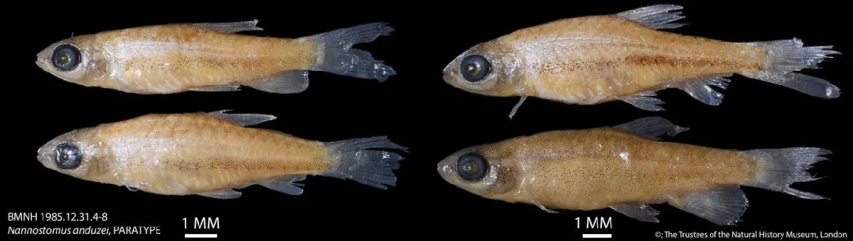 Foto de Nannostomus anduzei em ambiente natural ou aquário