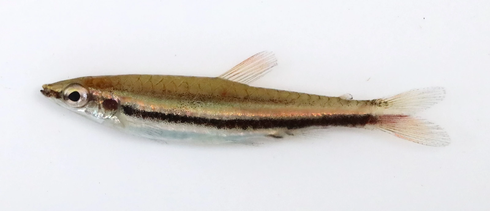 Foto de Nannostomus digrammus em ambiente natural ou aquário
