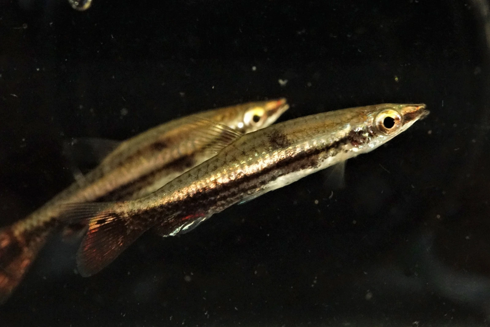 Foto de Nannostomus eques em ambiente natural ou aquário
