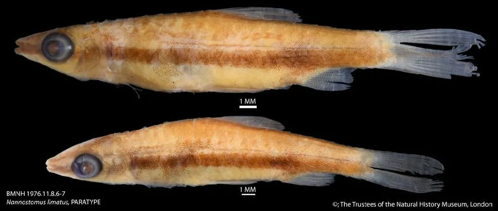 Foto de Nannostomus limatus em ambiente natural ou aquário