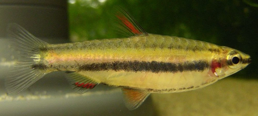 Foto de Nannostomus marginatus em ambiente natural ou aquário