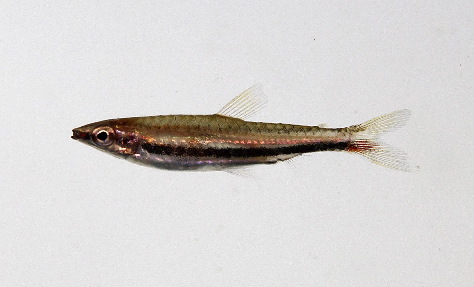 Foto de Nannostomus marilynae em ambiente natural ou aquário