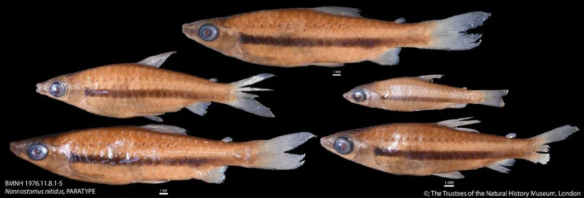 Foto de Nannostomus nitidus em ambiente natural ou aquário