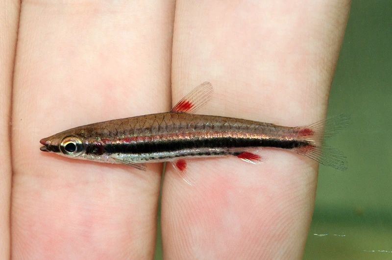 Foto de Nannostomus trifasciatus em ambiente natural ou aquário