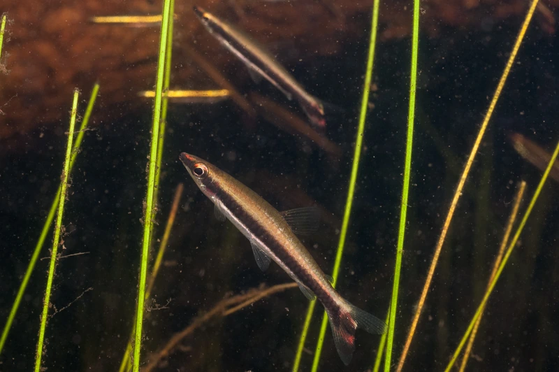 Foto de Nannostomus unifasciatus em ambiente natural ou aquário