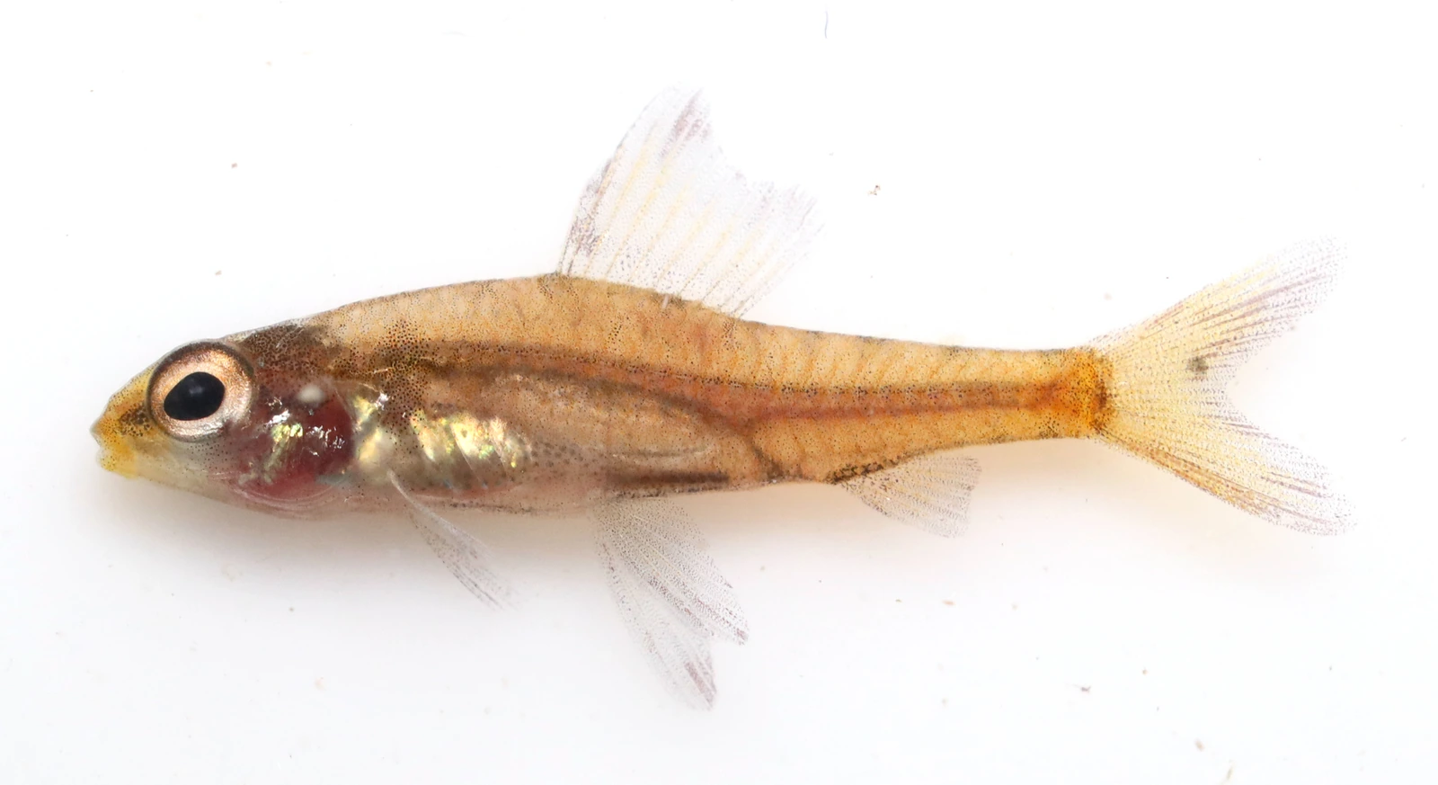 Foto de Odontocharacidium aphanes em ambiente natural ou aquário