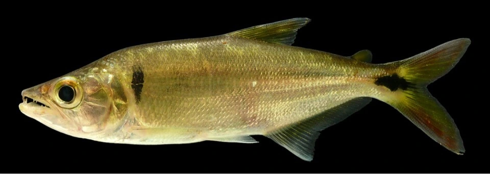 Foto de Oligosarcus hepsetus em ambiente natural ou aquário
