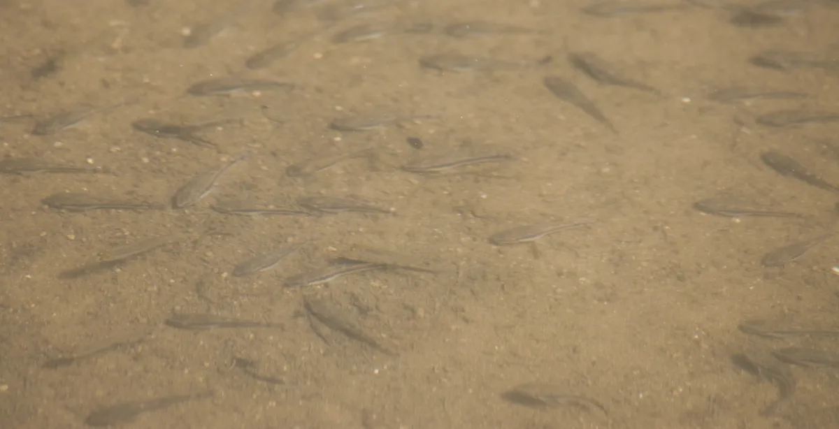 Foto de Otocinclus vittatus em ambiente natural ou aquário