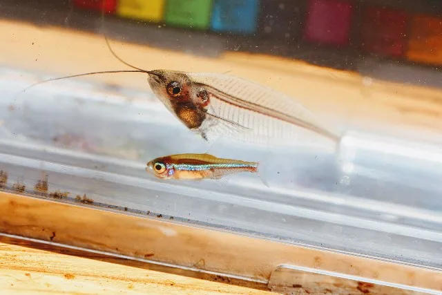 Foto de Paracheirodon simulans em ambiente natural ou aquário