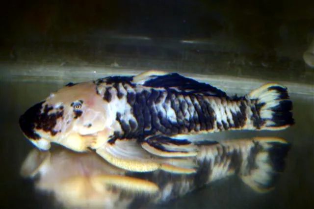 Foto de Parancistrus aurantiacus em ambiente natural ou aquário